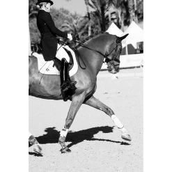 Shop Flexible Filly Splint Boots - Premium Quality Equine Protection -Famous Saddlery Shop shop flexible filly splint boots premium quality equine protection thinline global australia 4 c4aee822 e79d 4a9d a4d6 2513f352aa7d